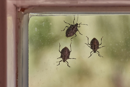 Three stink bugs crawl across a home window.