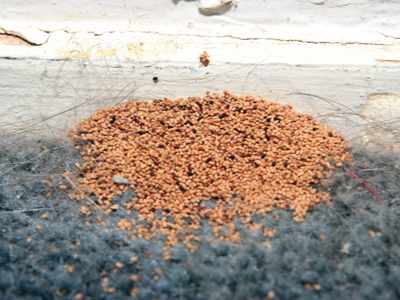 Drywood termite droppings outside a home