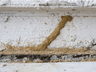 A termite mud tube leads into a house.
