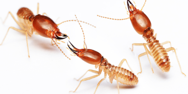 Three brown termites could be a sign of greater infestation.