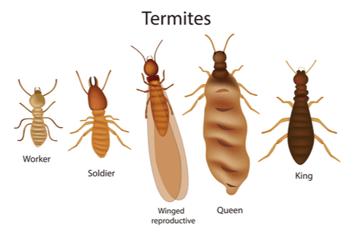 The different castes of termites