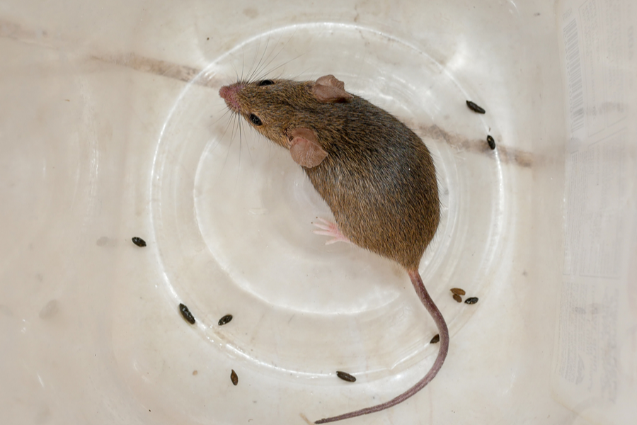 A mouse and mouse droppings on a kitchen plate