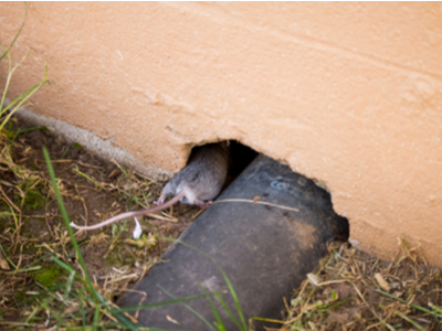 A mouse enters a home along a utility pipe opening in the foundation.