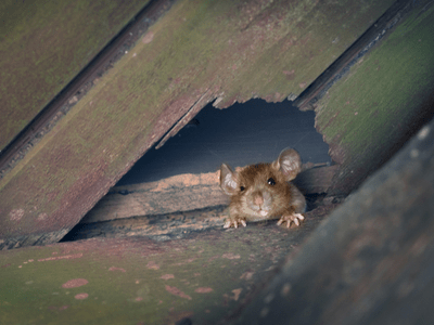 mouse coming out of hole in wooden panneling