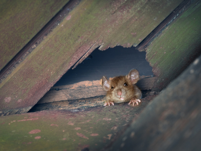 A mouse peeks out from a hole in the wall.
