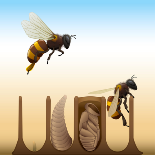 Illustration showing a bee dropping an egg in a hive, larva, pupa and adult bee emerging.