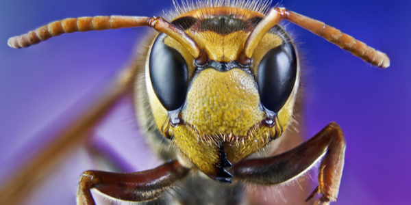 Extreme close up of a bee looking straight at you.