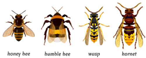 Wasp vs Bee: How to Tell The Difference - Gregory Pest Solutions