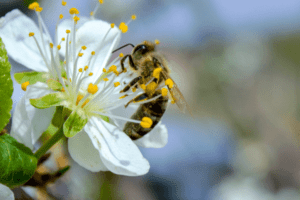 bee on white flower