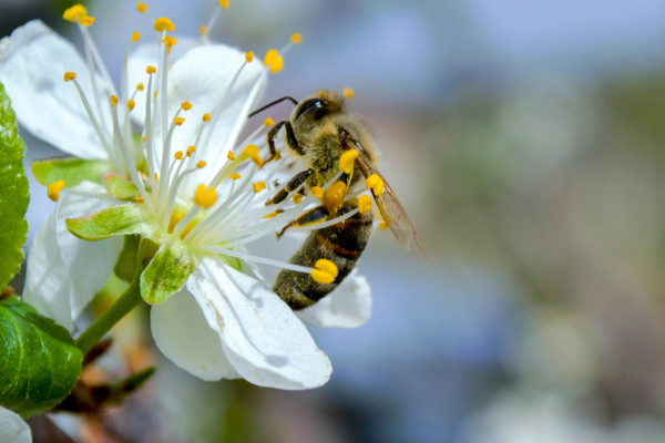 A bee collects nectar and pollen from a white flower.