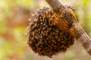 bee hive on tree branch