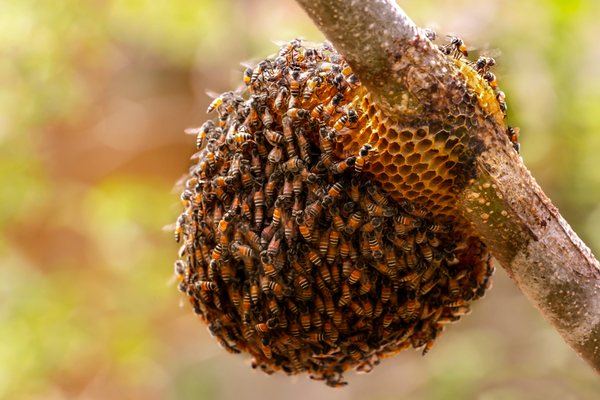 Bees swarm a hive wrapped around a tree branch.