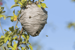 wasp nest on tree branch