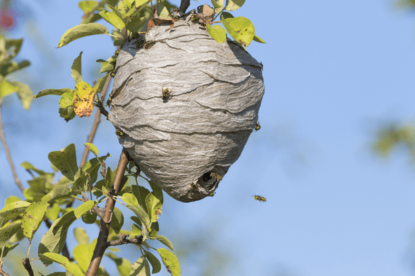 Wasp vs Bee: How to Tell The Difference | Gregory Pest Solutions