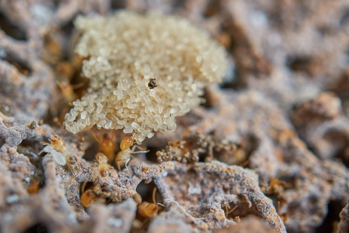Termite eggs within a nest.