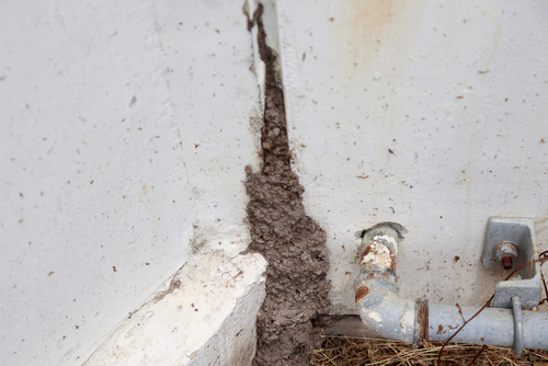 A large termite mud tube along the exterior of a commercial building.