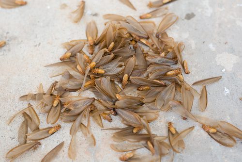 A swarm of winged termites on concrete with shed wings.