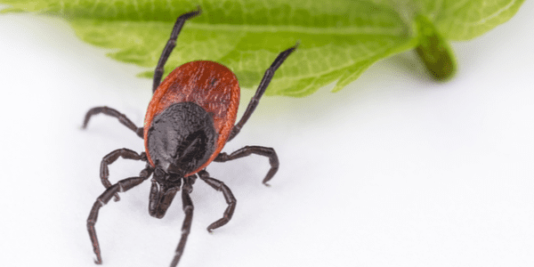 A black legged tick crawls from a leaf.