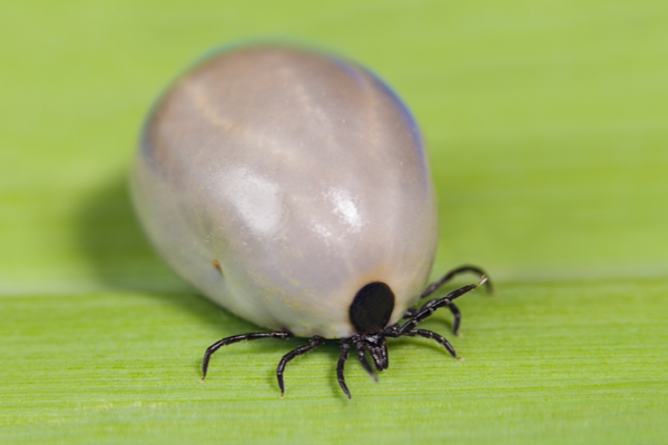 A large, round, silver colored tick engorged with blood.