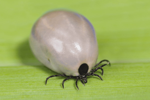 A large, round, silver colored tick engorged with blood.