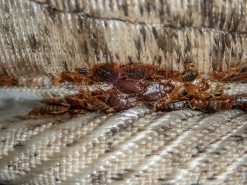 A mass of bed bugs discovered along the seam of a mattress. 