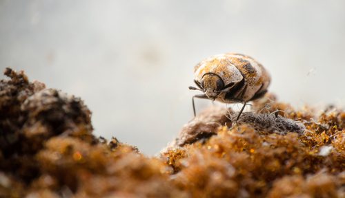 Macro image of carpet beetle on an orange carpet.