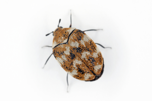 Close up of carpet beetle with mottled pattern.