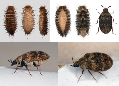 Carpet beetle life cycle. Larvae and adult carpet beetle pictures.