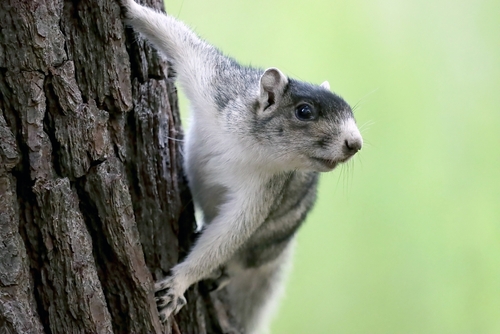A southern fox squirrel watches from a tree trunk.
