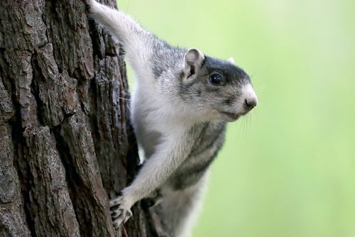 can dogs catch anything from squirrels