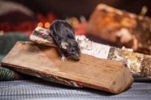 A mouse moving around on a piece of firewood.