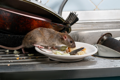 A mouse finds food on a dirty plate that was left on the kitchen counter.
