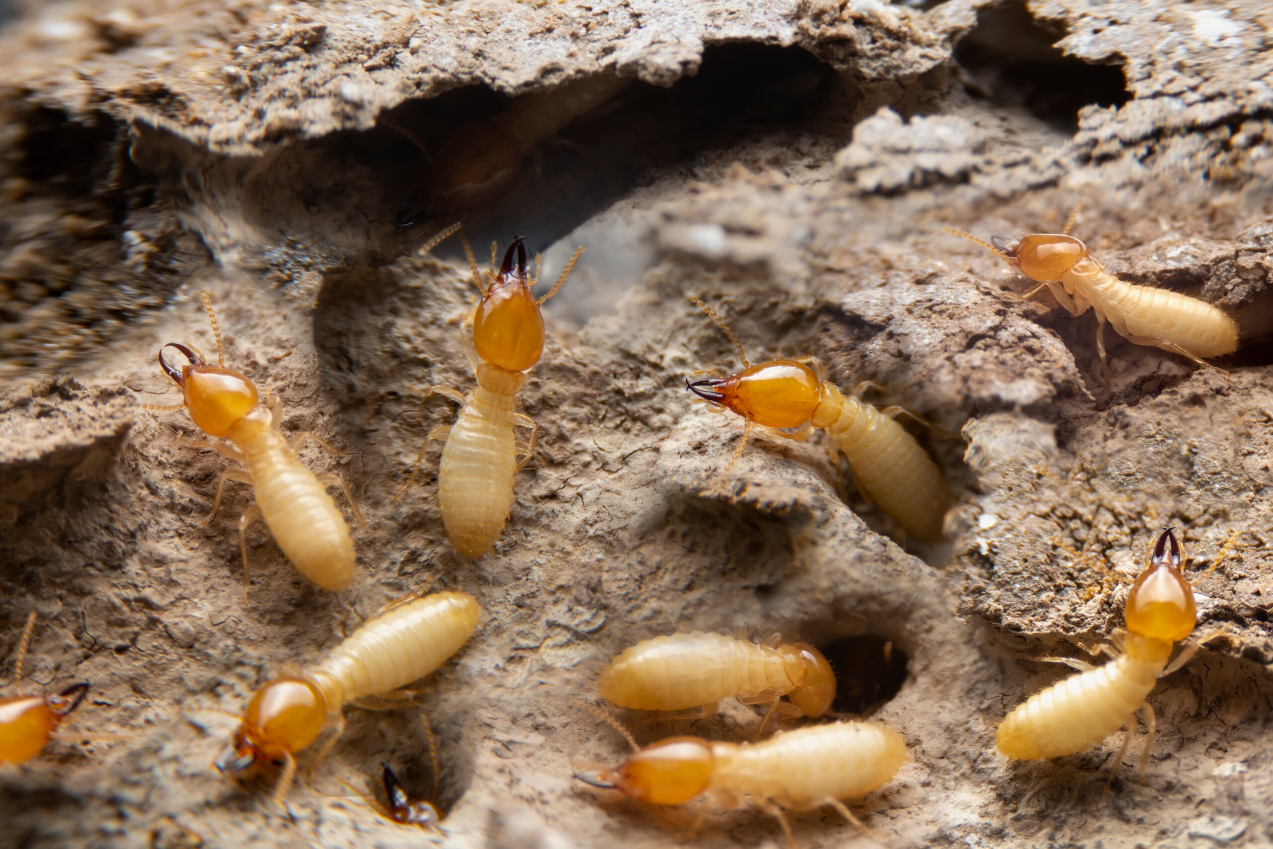 Termite grubs eating away at a piece of wood.