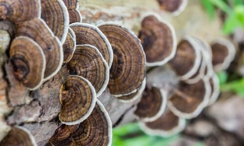 Wood Decay Fungi