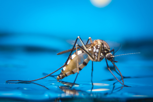 Macro view of a mosquito standing in water.