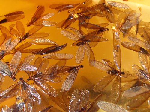 A mass of winged termite alates.