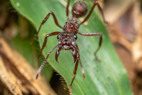 Image of a bullet ant.