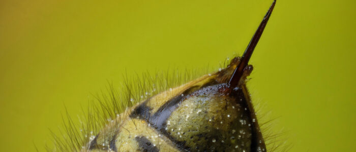 Macro view of a bee’s stinger.