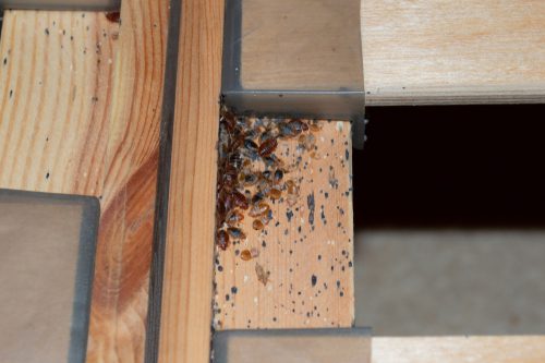 Beg bug shells and stains on a wooden bed frame.