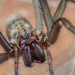 Close up view of a giant house spider.