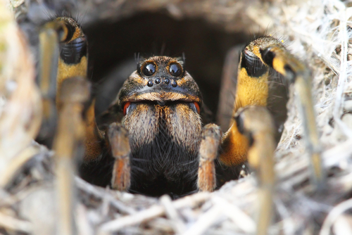 A wolf spider looks out from its underground den.