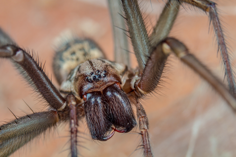 Cellar spider The Wildlife Trusts