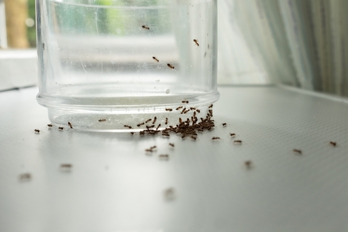 Ants congregate on a kitchen countertop.