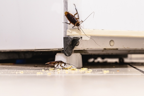 Cockroaches eat crumbs on a kitchen floor.