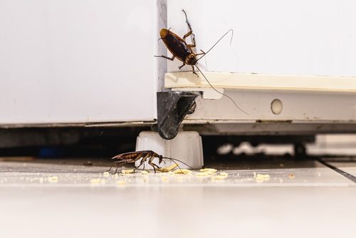 https://smarterpestcontrol.com/wp-content/uploads/2023/11/Kitchen-Cockroach.jpg