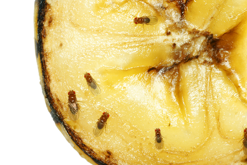 Fruit flies gather on a sliced banana.