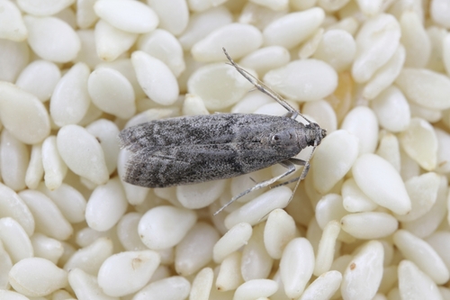 Macro view of a pantry moth on a pile of dried beans. 