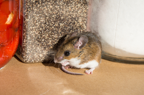 A mouse on a pantry shelf.