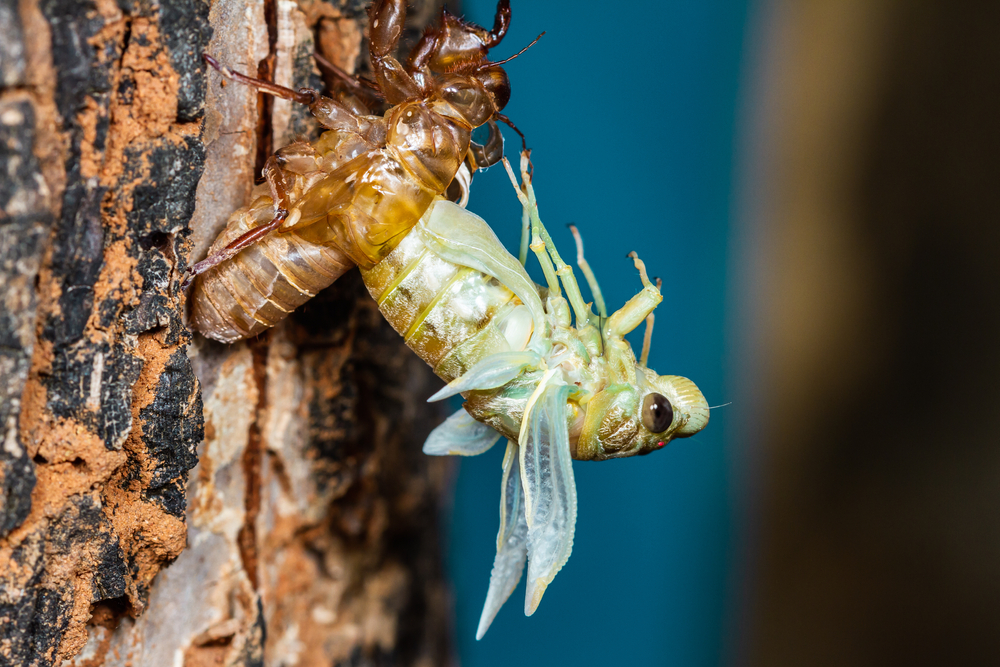 Adult cicada molting from nymph shell. 