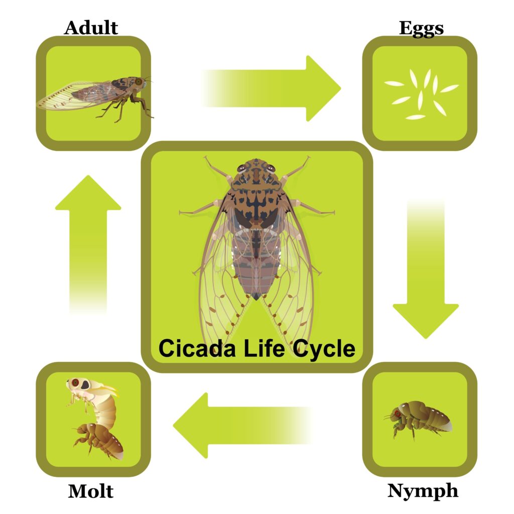 Diagram outlining the life cycle of a cicada.